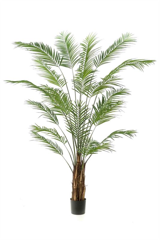 Areca palm 240cm (demontabele verpa