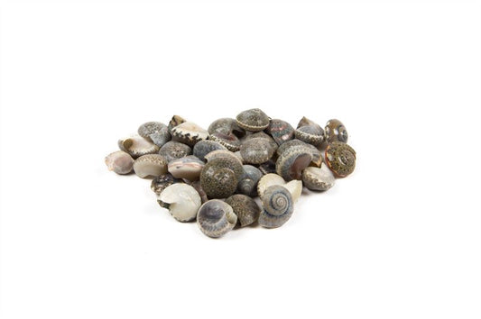 Schelpen black umbonium nat.1 kg