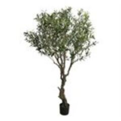 Olive tree Nancy pot green 200cm 