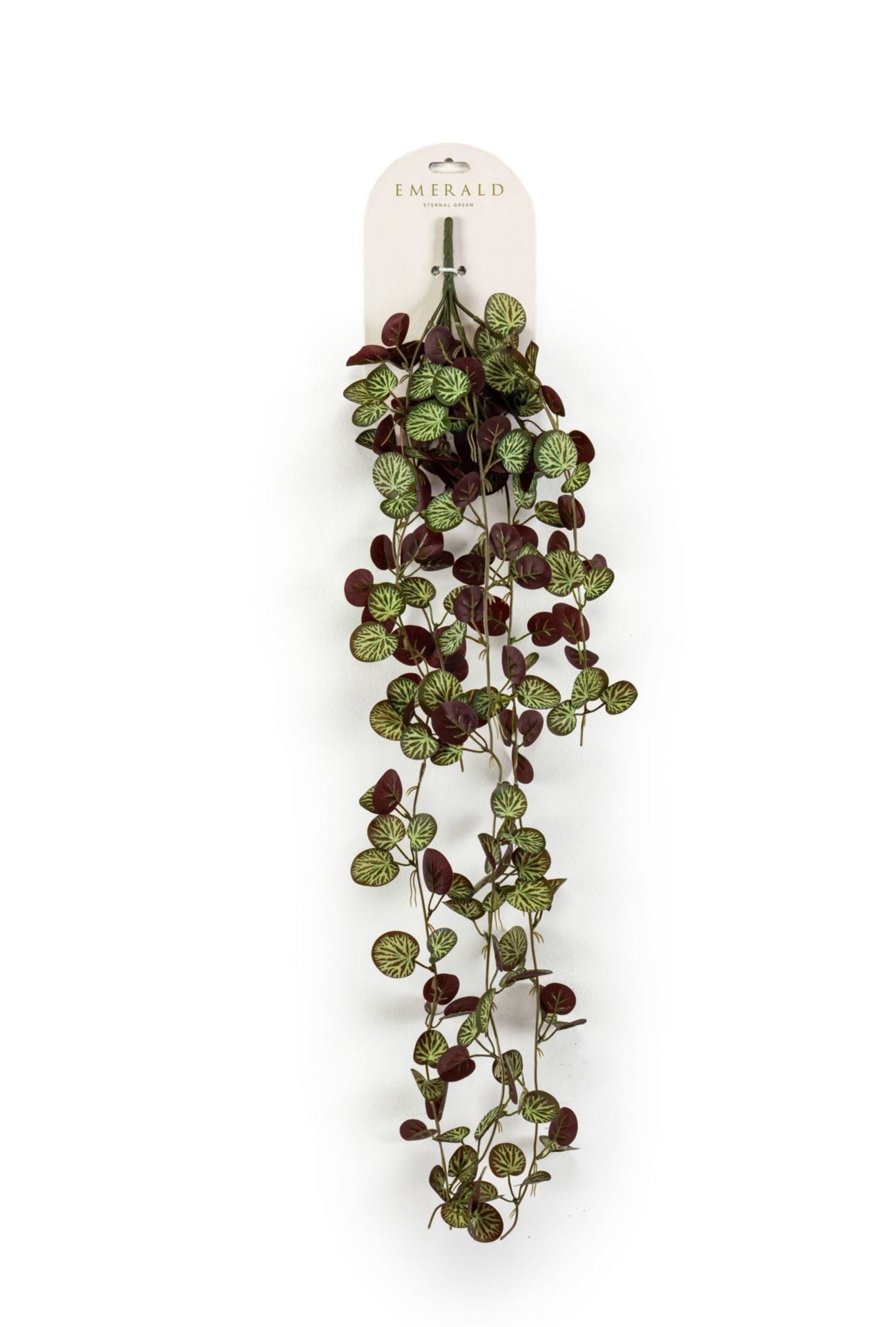 Saxifraga hangende struik grn/burgu