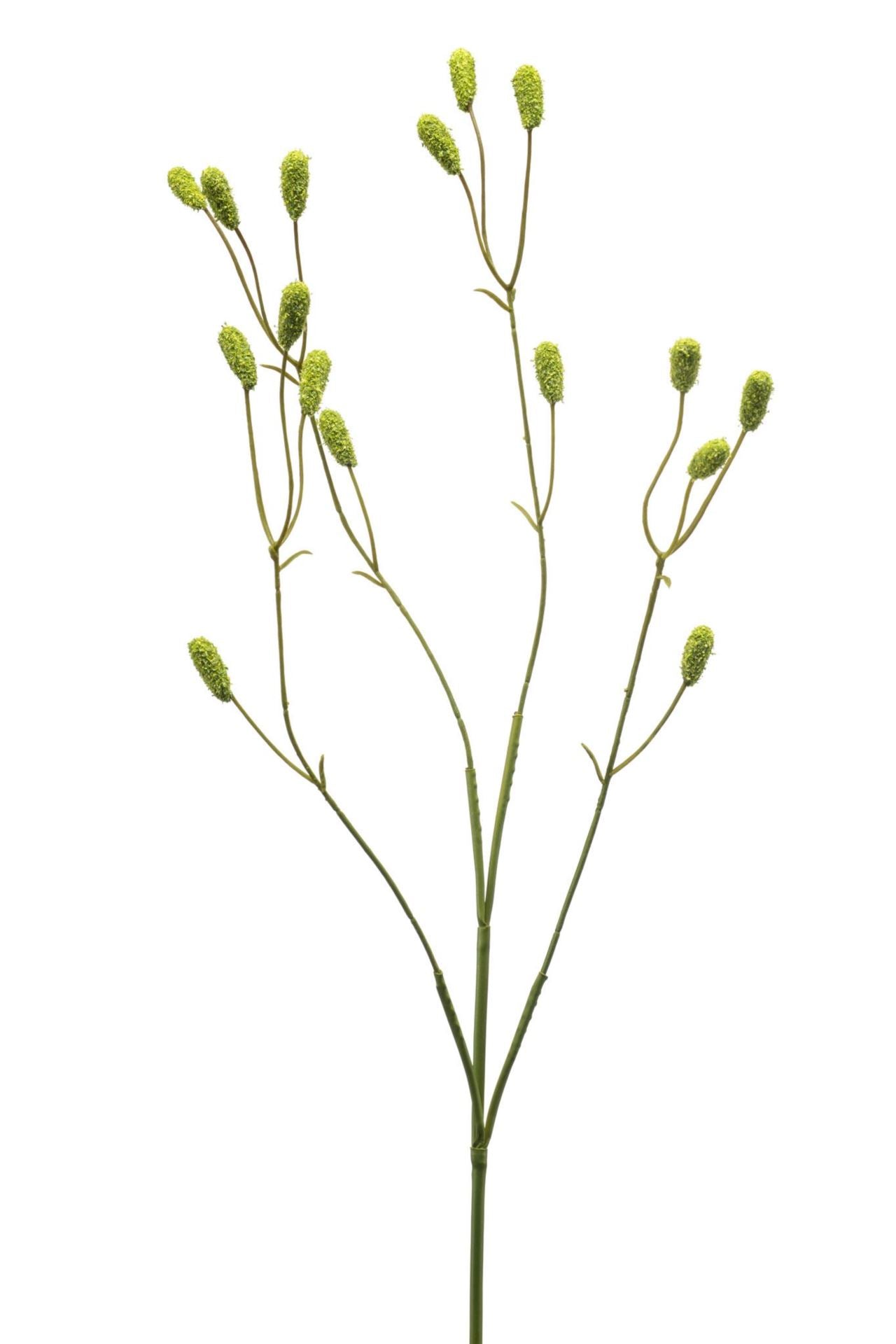 Sanguisorba spray green 78cm