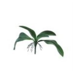 Orchid leaves & roots green 35cm