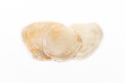Schelpen placuna placenta 1kg. Natu