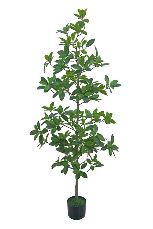 Ficus microcarpa tree 150cm (knock