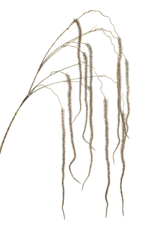 Amaranthus hanging spray brown 140c