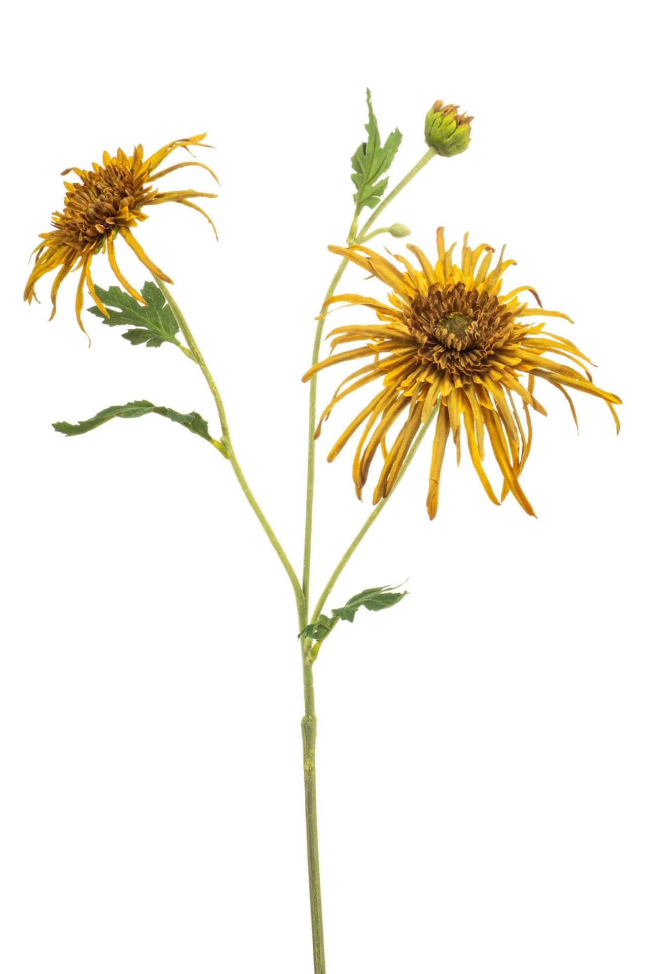 Chrysantum spider spray mustard 70c