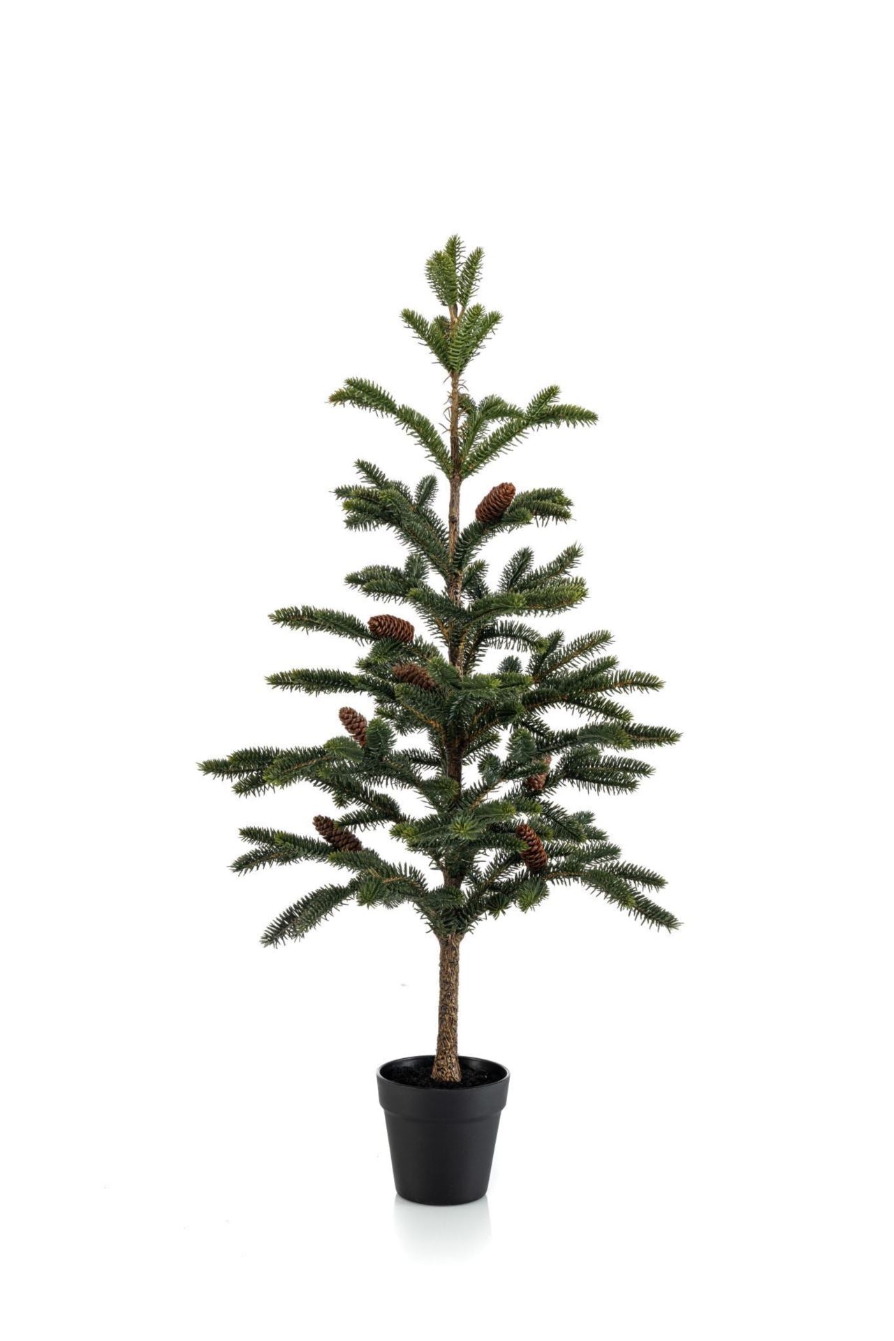 Pine w cones in pot 97cm