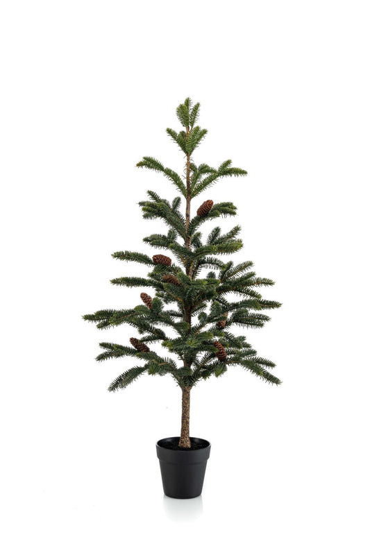 Pine w cones in pot 97cm