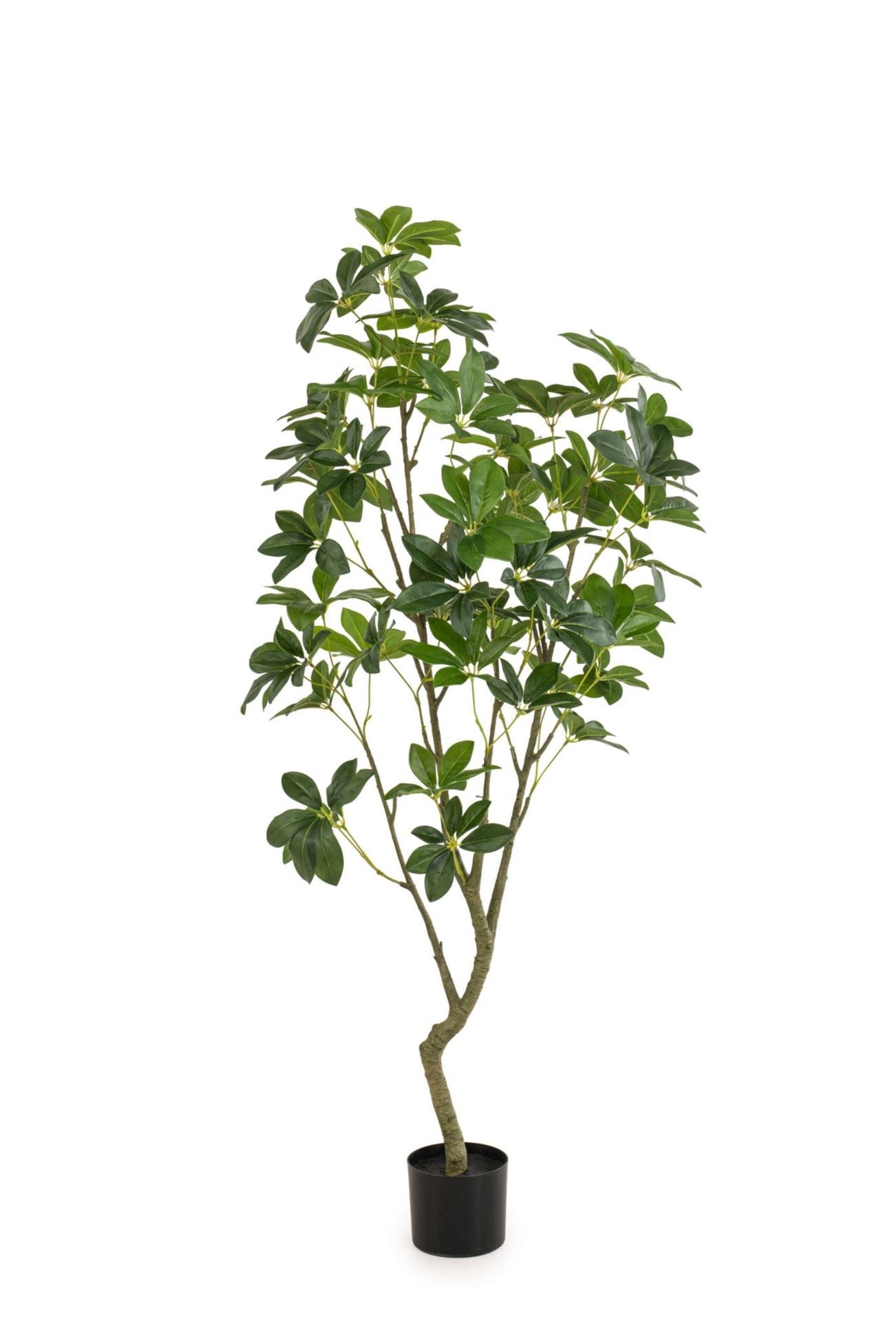 Schefflera plant green 150cm KD
