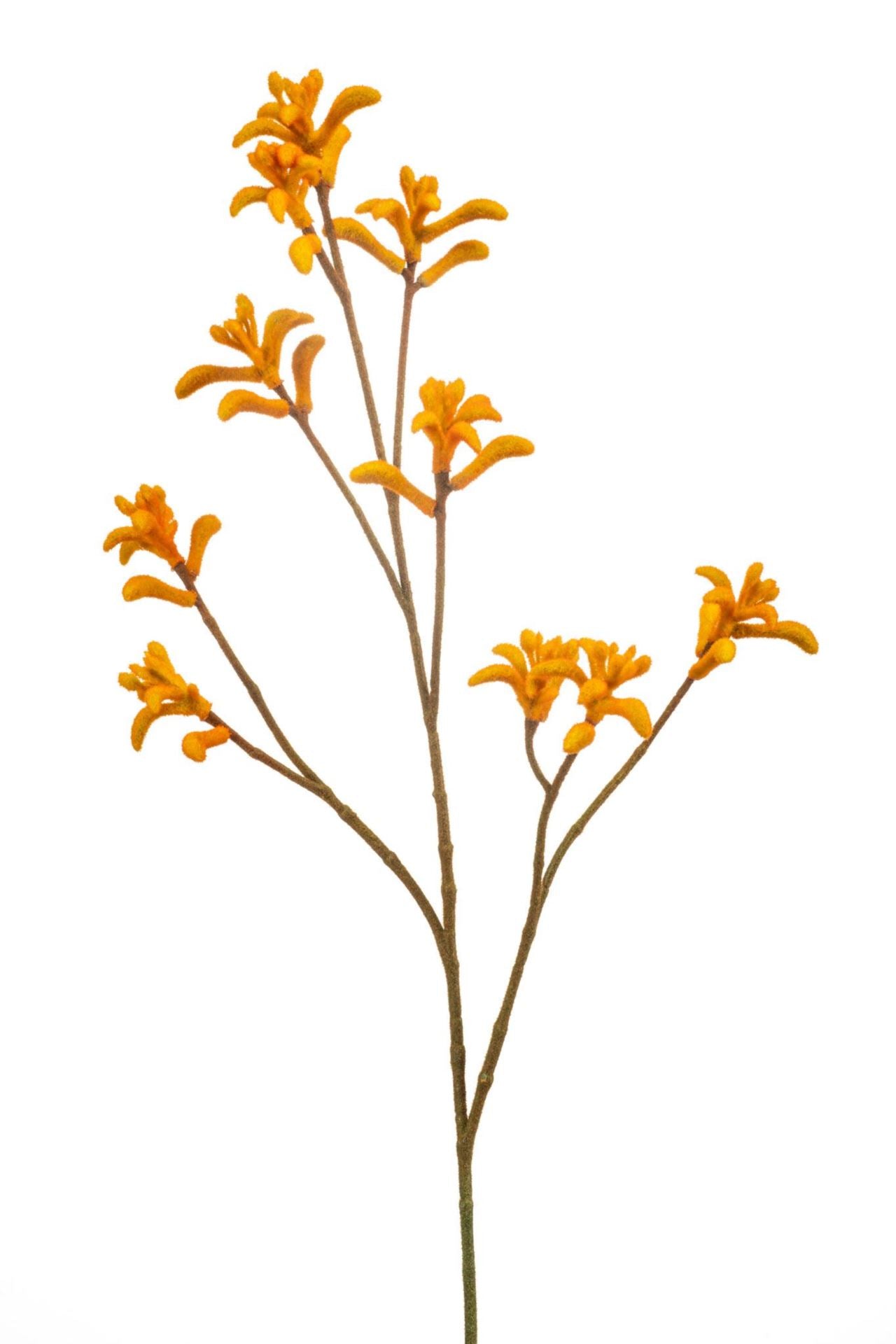 Anigozanthos spray orange 85cm