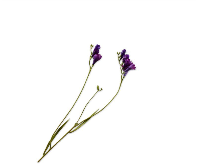 Freesia 78cm donker prs rt 24/ds