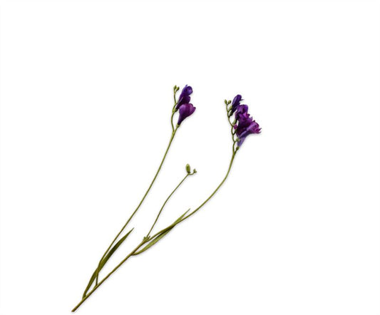 Freesia 78cm donker prs rt 24/ds