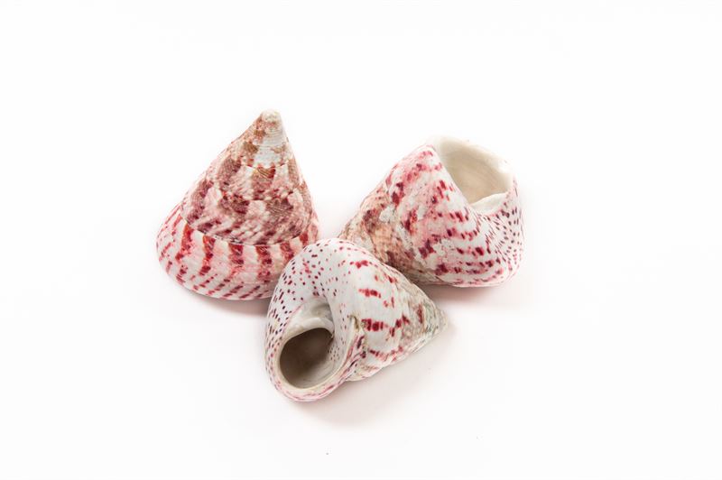Schelpen tronca strawberry nat.1 kg