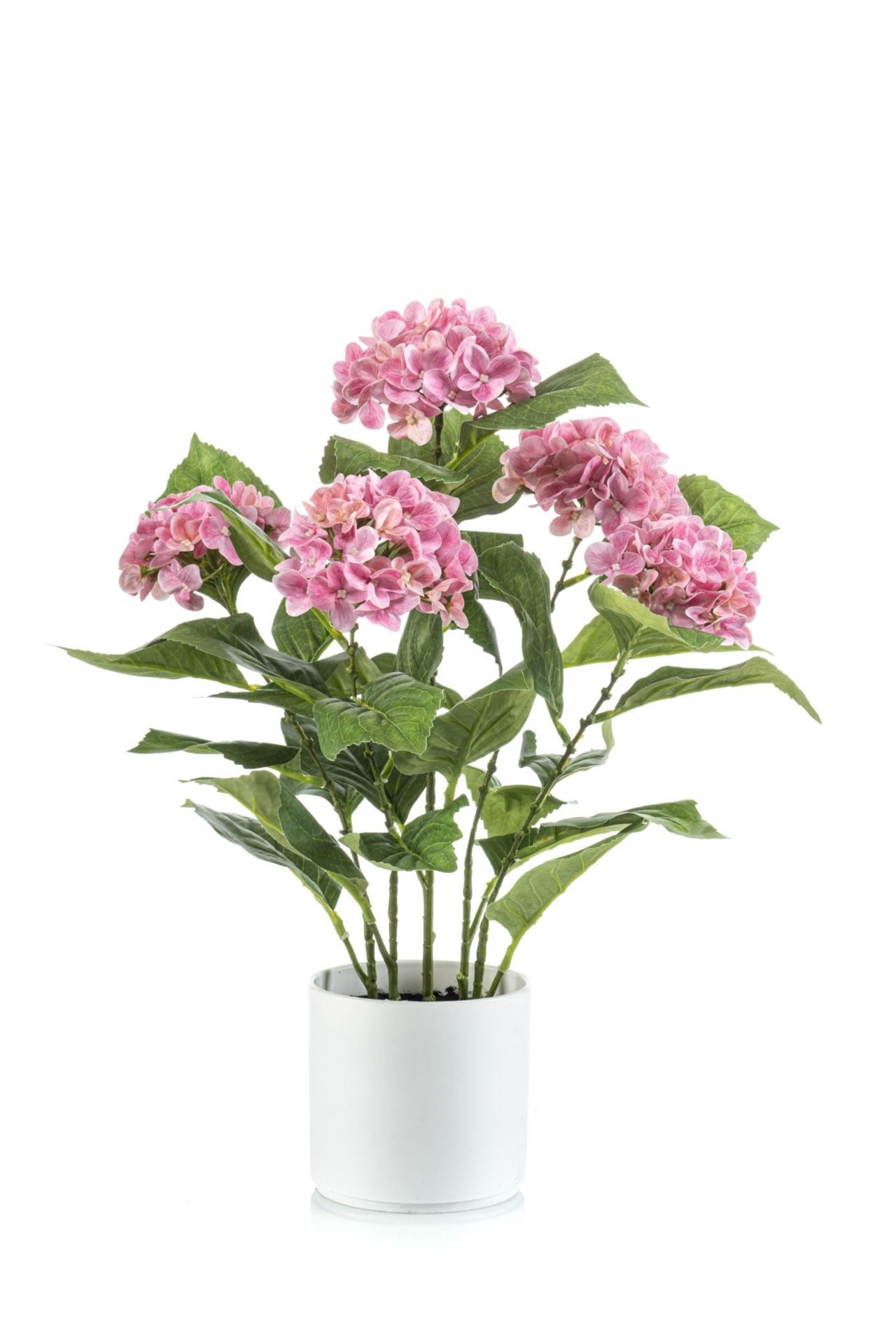 Hydrangea pink in pot 50cm