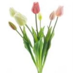 Classic tulip  x7 pink/cream 47cm 