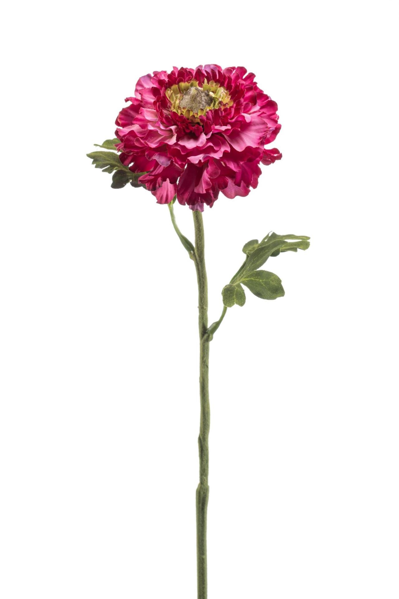 Ranunculus spray beauty 60cm