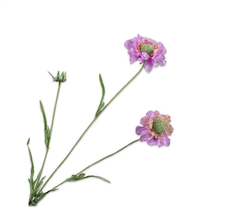 Scabiosa 64cm roze rt 24/ds