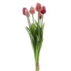 Classic tulip x7 new red/pink 47cm á 6 stuks
