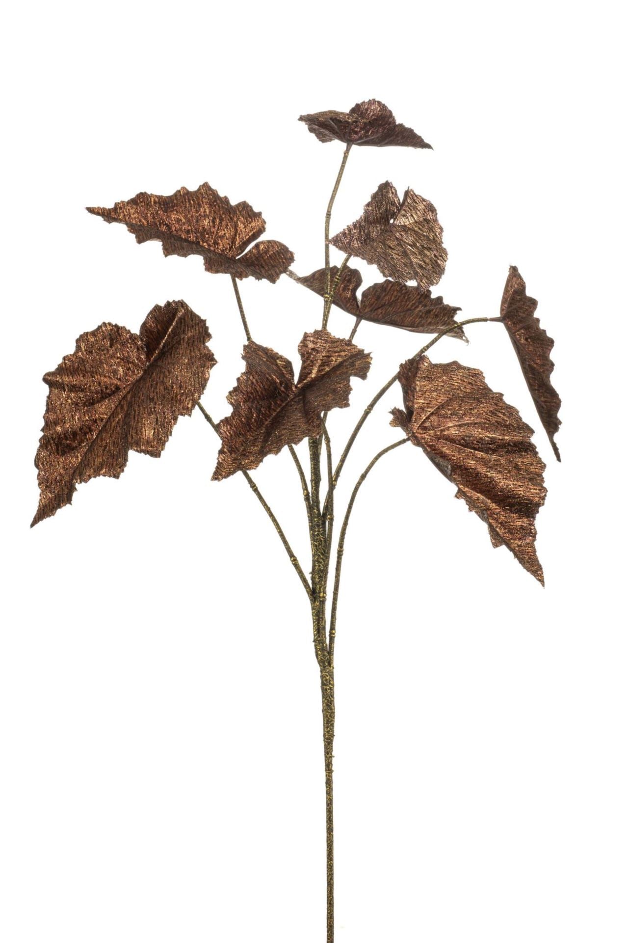 Begonia rex lvs spray bronzeflamed