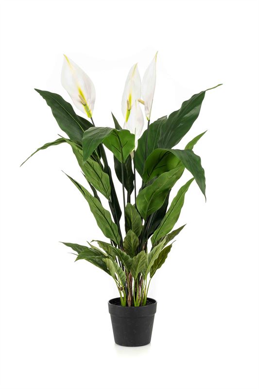 Spathiphyllum plant 90cm