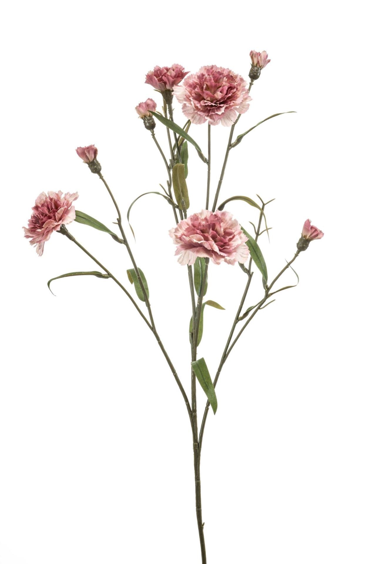 Dianthus spray old pink 70cm