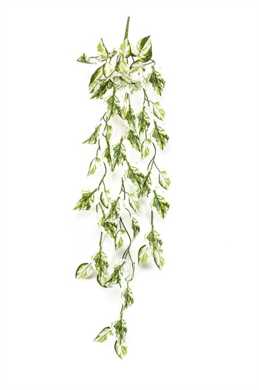 Scindapus hang tak 85cm groen/wit 1