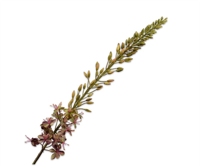 EREMURUS STEEL PRS/GR 107CM