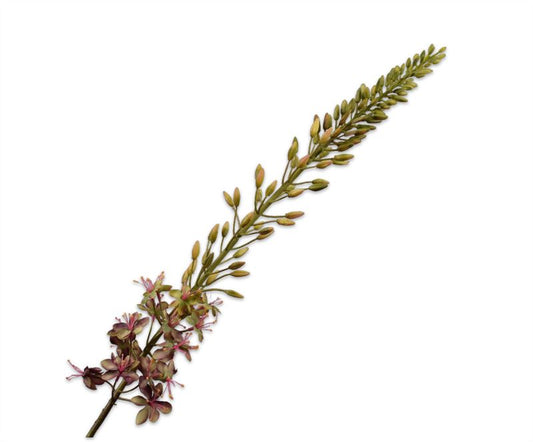 EREMURUS STEEL PRS/GR 107CM