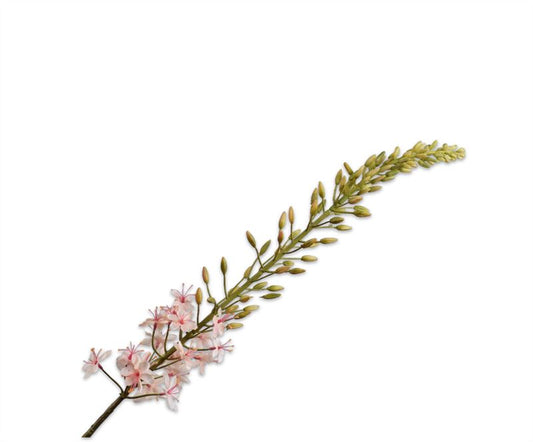 EREMURUS STEEL PERZIK 107CM