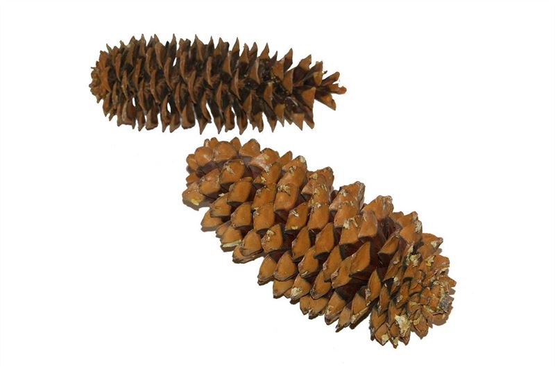 Sugar pine cones naturel5 st