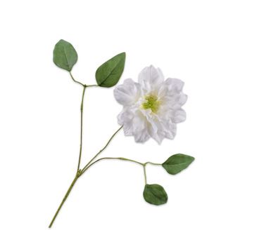 CLEMATIS TAK WIT