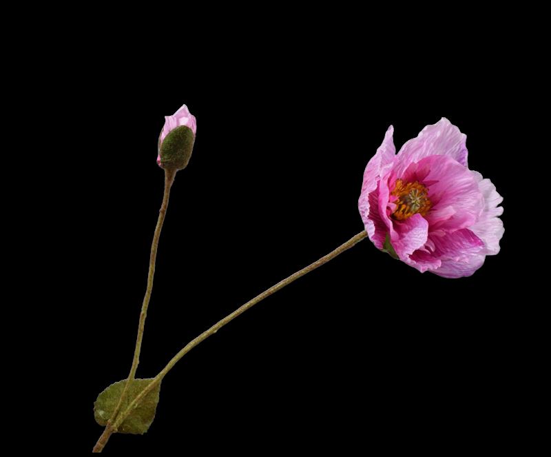 KLAPROOS TAK ROZE  74 cm
