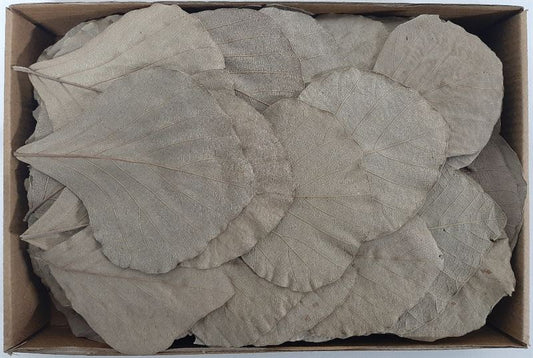 Cobra leaves naturel100 st