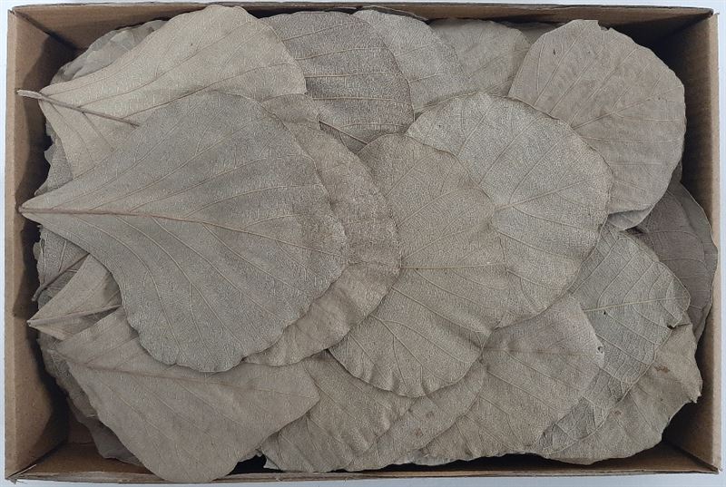 Cobra leaves naturel100 st