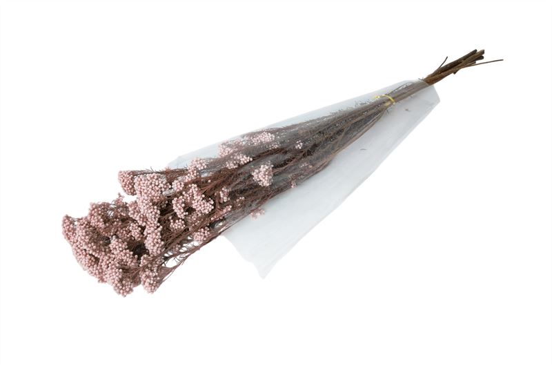Rice flower gepreserveerd licht roz