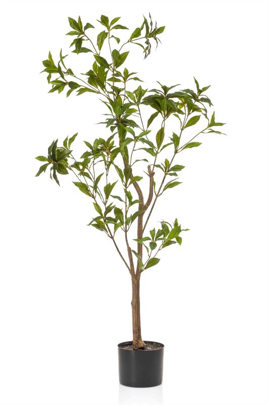 Tea leaf tree 120cm