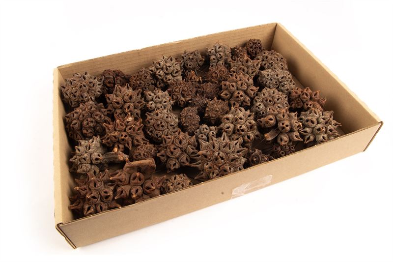 Spidergum knobs o/dr. naturel40 st