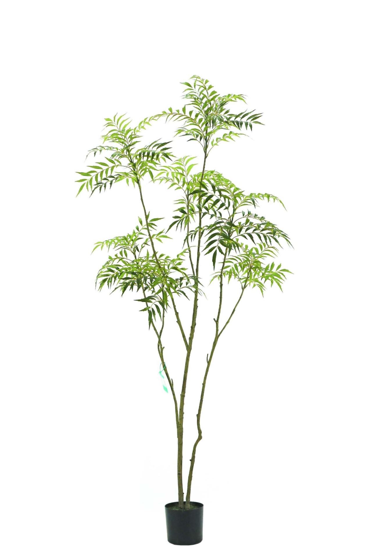 Mahonia forunei tree 210cm KD