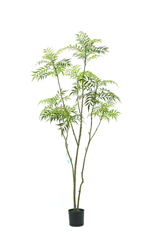 Mahonia forunei tree 210cm KD