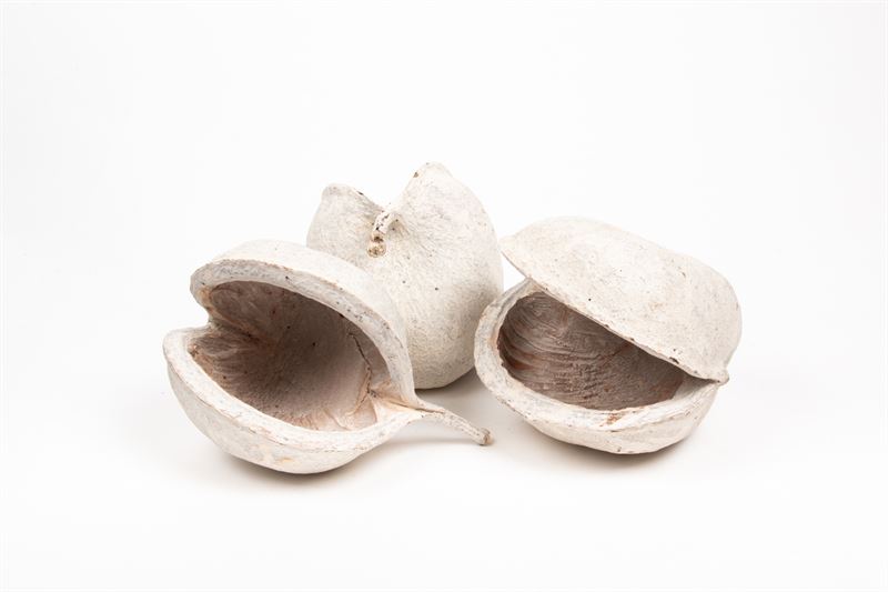 Buddha nuts stone washed wit 5st.