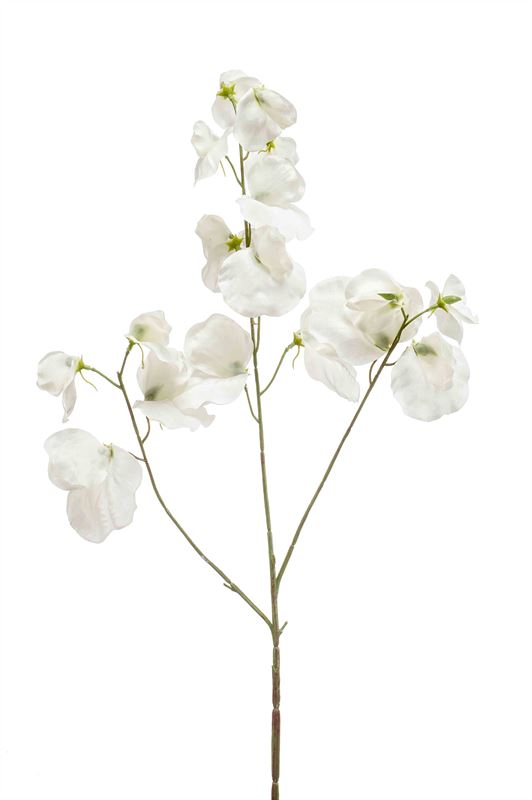 Lathyrus tak x3 75cm crème 24/ds