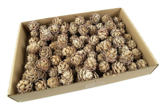 Leucadendron pubescens o/dr. stone