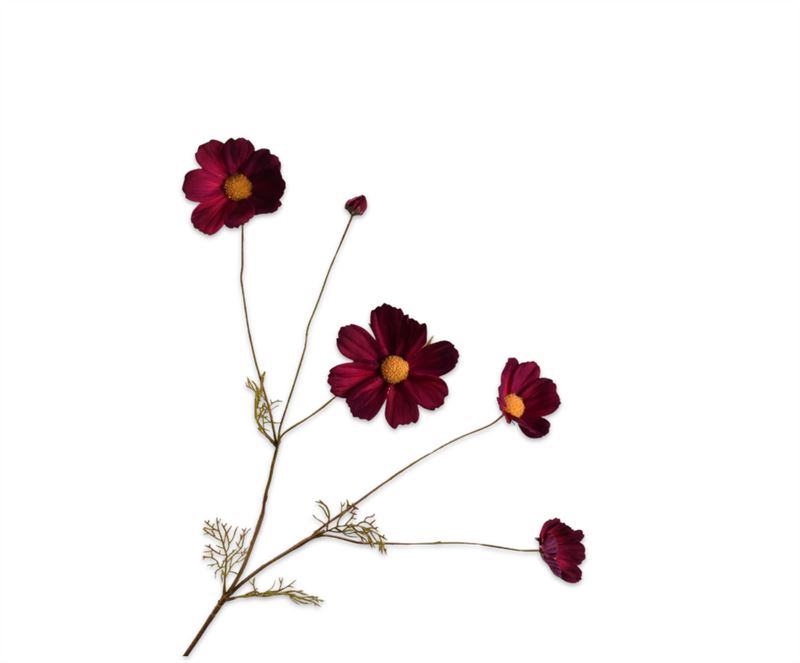 cosmos tak bordeaux  92cm