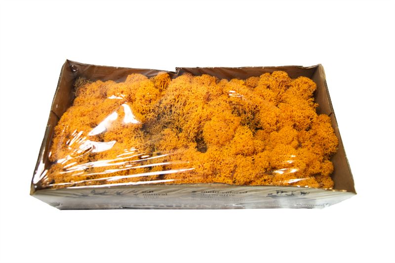 IJslandsmos gepreserveerd oranje1 k