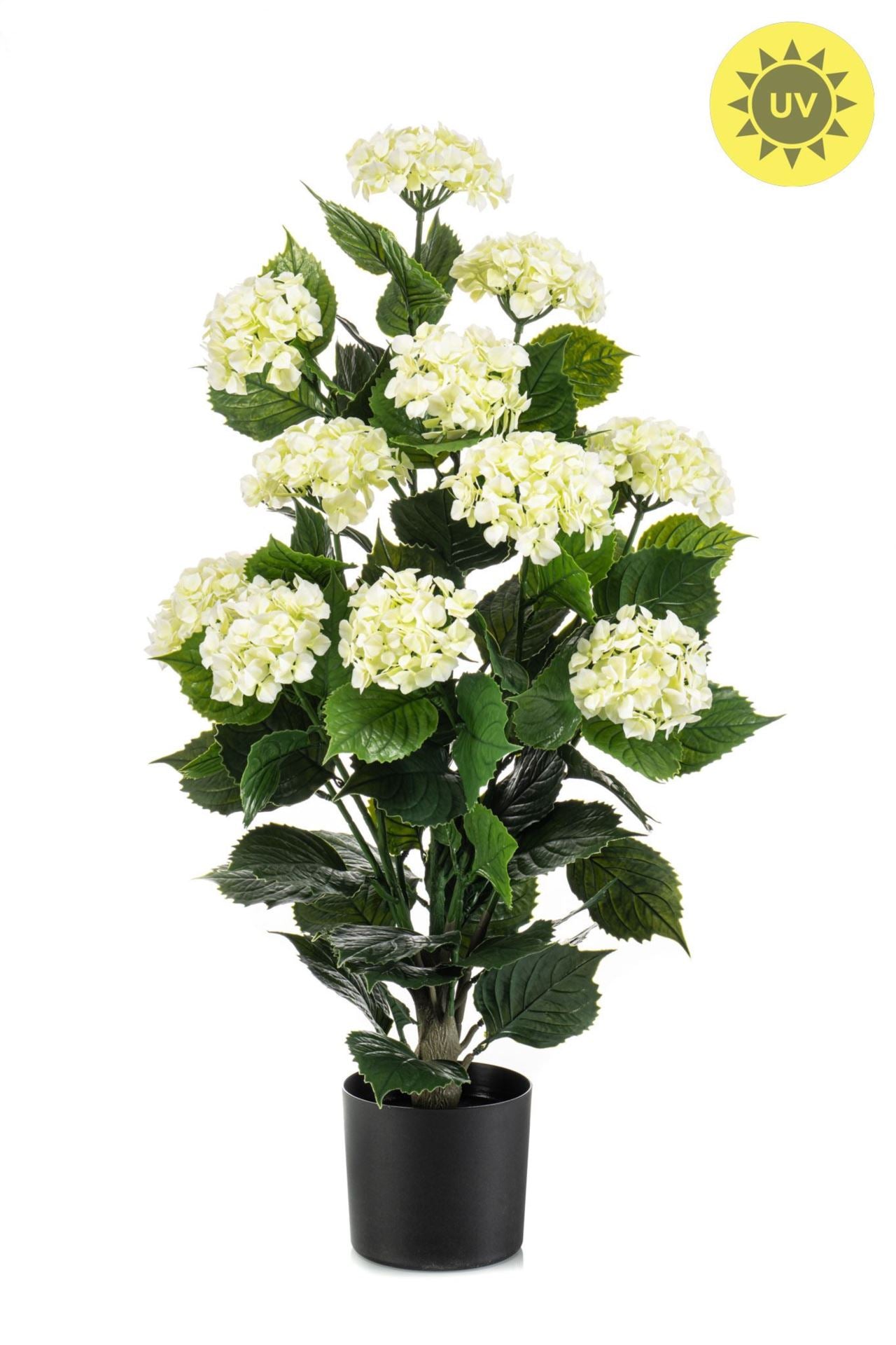 Hydrangea white UV in pot 90cm