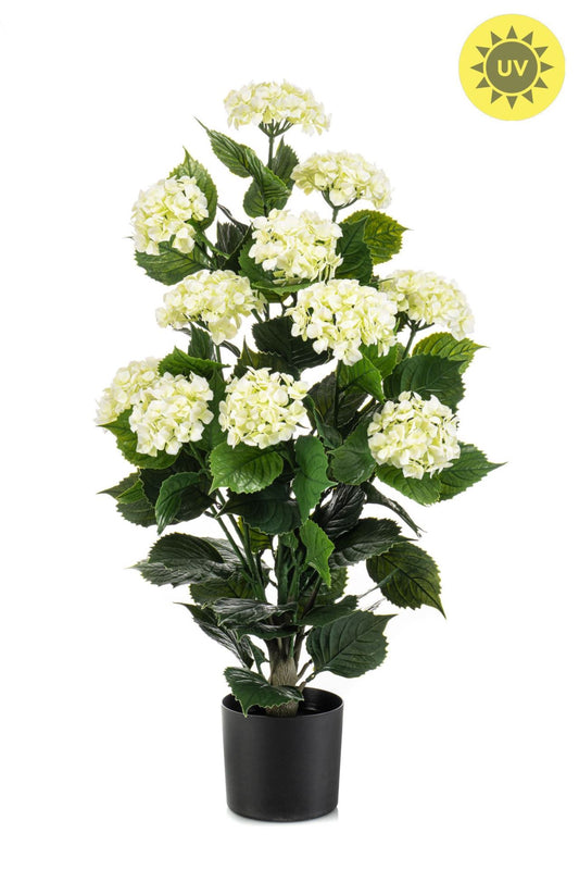 Hydrangea white UV in pot 90cm