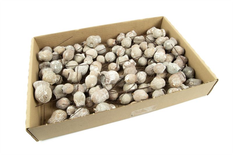 Eucalyptus bells o/dr. stone washed