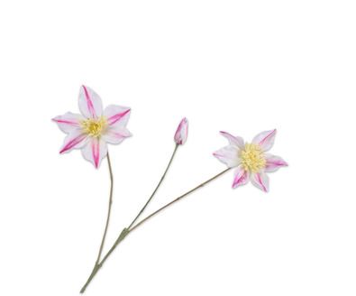 CLEMATIS TAK LAV/CR