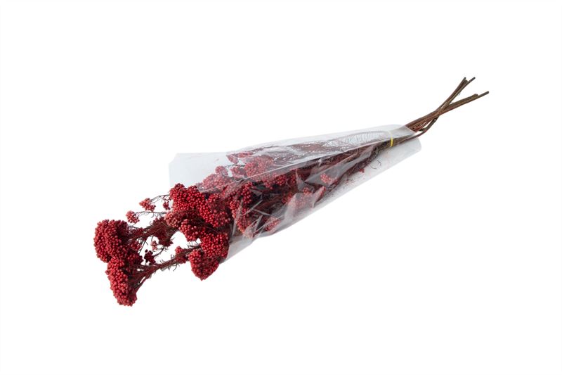 Rice flower gepreserveerd bordeaux