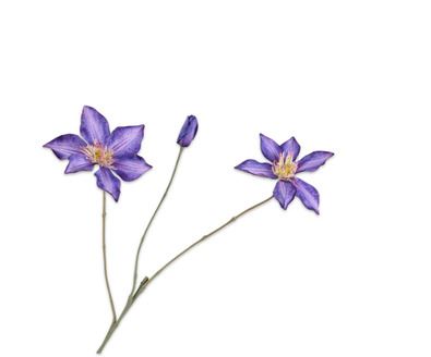 CLEMATIS TAK PAARS